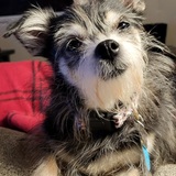 Entry image for HARPER