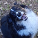 Entry image for Annie