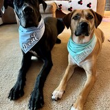 Entry image for Diesel and Oakley