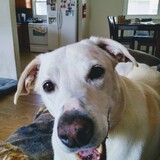 Entry image for Sage 