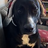 Entry image for Casey 