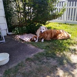 Entry image for Spencer and Sage