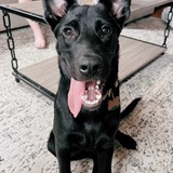 Entry image for Dolly