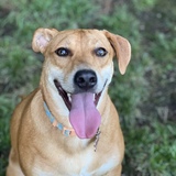 Entry image for Penny