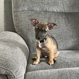 Entry image for Bogey