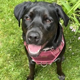 Entry image for Kimber