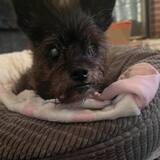 Entry image for Bessie