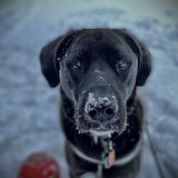 Entry image for Kylo (aka Kashi) 