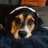 Entry image for Henry