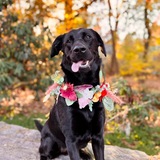 Entry image for Luna 