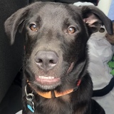 Entry image for Toby