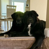 Entry image for Layla & Sirius 