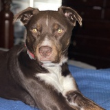 Entry image for Biggie 