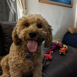 Entry image for Shelby 