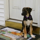 Entry image for Shelby