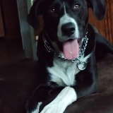 Entry image for Gunner