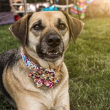 Entry image for Kubota