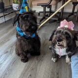 Entry image for Ozzie and Lucy