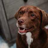 Entry image for Calvin 