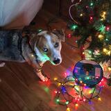 Entry image for Nico