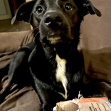 Entry image for Iris