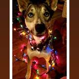 Entry image for Luna