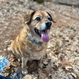 Entry image for Bella Boop