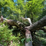 Entry image for Khione 