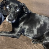 Entry image for Maeve