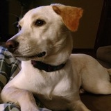 Entry image for Stella