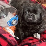 Entry image for Josie