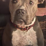 Entry image for Pepper Anne