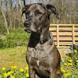 Entry image for Fletcher 