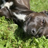 Entry image for Bailee