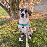 Entry image for Jojo