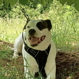 Entry image for Roscoe 