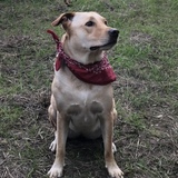 Entry image for Brinkley