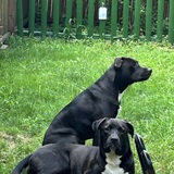 Entry image for Abby & Ollie