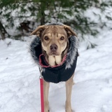 Entry image for Piper