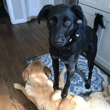 Entry image for Jojo