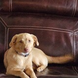 Entry image for Harper