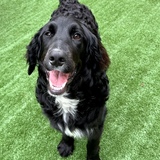 Entry image for Austin