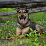 Entry image for Luna