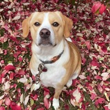 Entry image for Nilla