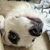 Entry image for Daisy