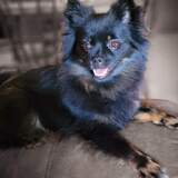 Entry image for Ember