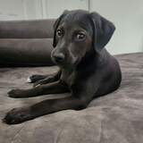 Entry image for Dandy