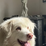 Entry image for Shiloh