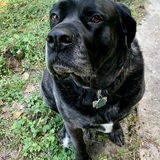 Entry image for Moose 