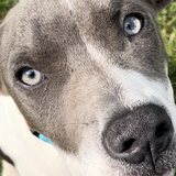 Entry image for Bleu